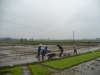 Hướng dẫn kỷ thuật gieo cấy lúa vụ Hè Thu năm 2012