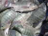 Mỹ: Thiếu hụt nguồn cung cá rô phi tươi