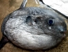 Bắt được cá Mặt trăng nặng 15kg tại Nghệ An