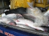700kg cá trắm lậu gắn chữ Trung Quốc trên bao bì