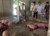 Tổ hợp chăn nuôi lợn quy mô vừa và nhỏ ở Đức Lĩnh: Đưa vào chăn thả 295 con lợn giống.