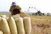 Thái Lan xả hàng và giảm mạnh giá gạo: Lúa gạo Việt chao đảo