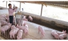 Khó khăn trong thực hiện Đề án phát triển chăn nuôi lợn