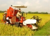 Đẩy nhanh thu hoạch lúa đông xuân gắn với khẩn trương sản xuất hè thu