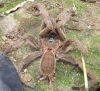 Phát hiện con nhện “khủng” ở Kỳ Anh