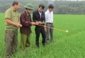 Cán bộ Trung tâm ứng dụng KHKT và bảo vệ cây trồng vật nuôi huyện Vũ Quang hướng dẫn bà con nhân dân cách phát hiện và phòng trị bệnh đạo ôn.