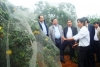 Mô hình trồng cam cho thu nhập hàng trăm triệu đồng/năm ở xã Sơn Thọ
