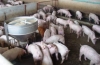 HTX chăn nuôi Thống Nhất tại xã Khánh Lộc, quy mô lên đến 700 con lợn thịt