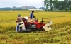 Đẩy nhanh tiến độ thu hoạch lúa Hè Thu 2013, thực hiện phương châm “ xanh nhà hơn già đồng”