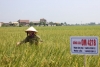 Giống lúa OM 4218 vụ Xuân 2012 tại xã Thái Yên - Đức Thọ - Hà Tĩnh