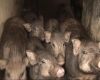 Chăn nuôi lợn rừng - mô hình cần được nhân rộng