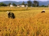 Thị xã Hồng Lĩnh:  Tập trung thu hoạch nhanh gọn lúa hè thu