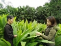 Cây nghệ vàng phát triển rất tốt trên địa bàn huyện Vũ Quang