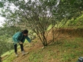 Bà con nhân dân xã Sơn Thọ chăm sóc cây ăn quả có múi