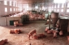 Nghi Xuân: Đẩy mạnh phát triển chăn nuôi lợn trang trại
