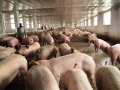 Trang trại chăn nuôi lợn của bà Hà Thị Phi mỗi năm cho thu nhập hàng trăm triệu đồng
