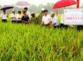 Thử nghiệm thành công lúa Thiên ưu 8 trên đất Thuận Lộc