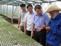 Lãnh đạo Hội nông dân tỉnh kiểm tra mô hìnhsản xuất rau sạch tại xã Thạch Văn, huyện Thạch Hà