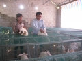 Gia đình chị Võ Thanh Kỷ chăn nuôi 150 con thỏ nái