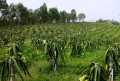 Tín hiệu vui từ mô hình trồng Thanh Long trên đất Hương Trà