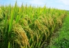 Xây dựng thành công mô hình sản xuất lúa lai chất lượng cao TH3 -4
