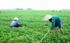 Nông dân xã Thiên Lộc chăm sóc rau màu vụ Đông