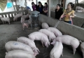 THT chăn nuôi lợn ở xã Hương Điền phát huy hiệu quả cao trong phát triển kinh tế