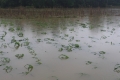 Vũ Quang: Mưa lớn khiến hơn 384 ha cây trồng vụ hè thu bị thiệt hại nặng