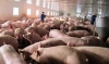 Hiệu quả mô hình chăn nuôi lợn thương phẩm liên kết
