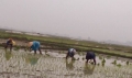Bà con nông dân phường Nam Hồng khẩn trương gieo cấy lúa vụ xuân 2016
