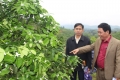 Đoàn cán bộ huyện Khăm cợt thăm quan mô hình trồng cam tại Vũ Quang