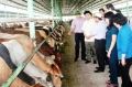 Hà Tĩnh từng bước phát triển chăn nuôi bò theo đúng định hướng Tái cơ cấu ngành nông nghiệp