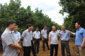 Đoàn công tác tham quan trực tiếp tại một số vườn cam và nói chuyện với người dân huyện Cao Phong