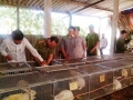 Vũ Quang: Tập huấn kỹ thuật chăn nuôi, trồng cây ăn quả và sử dụng phân bón