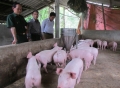 Mô hình chăn nuôi lợn liên kết của ông Lê Viết Hoà ở thôn Hương Phố xã Đức Hương