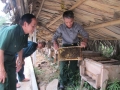 Mô hình nuôi ong lấy mật của CCB Lê Viết Hoà ở Đức Hương