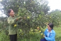 Vườn Cam hơn 200 gốc của chị Trần Thị Hiền đã bắt đầu cho thu hoạch