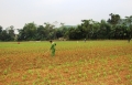Huyện Vũ Quang:  Trồng thử nghiệm 150 ha ngô sinh khối liên kết với Doanh nghiệp