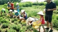 Nông trang xanh - Mô hình sinh thái kết hợp trải nghiệm sản xuất nông nghiệp sạch