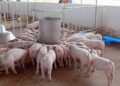 Mô hình chăn nuôi lợn liên kết của nông dân xã Thuận Lộc được hỗ trợ tích cực từ Công ty TNHH Khánh Giang