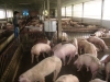 Tập huấn chuyển giao kỹ thuật chăn nuôi lợn, sử dụng  Biogas Compsite