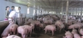 Mô hình chăn nuôi lợn liên kết 600 con/lứa của gia đình chị Nguyễn Thị Lan thôn 6 xã Sơn Thọ