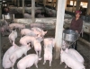 Các địa phương cần chú trọng đến quy hoạch sản xuất giống lợn trên địa bàn