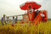 Sản xuất lúa gạo 2012: Giữ vững lượng, nâng cao chất