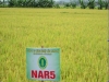Sản xuất giống lúa NAR5 và Thiên ưu 998 trên địa bàn huyện Can Lộc
