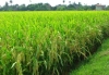 Quản lý, sử dụng đất lúa: Quy định mới sẽ nghiêm ngặt