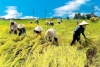 Chính phủ yêu cầu hạn chế tối đa việc chuyển đất chuyên trồng lúa nước sang sử dụng vào các mục đích phi nông nghiệp.