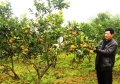 Trang trại trồng cam ông Nguyễn Nhật Tân đã đưa lại nguồn thu nhập cao.