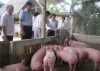 Mô hình chăn nuôi lợn liên kết quy mô vừa và nhỏ tại xã Hương Minh.