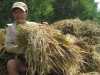 Đồng bằng sông Cửu Long: Giá lúa rớt thê thảm